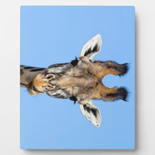 Plaque Photo Giraffe