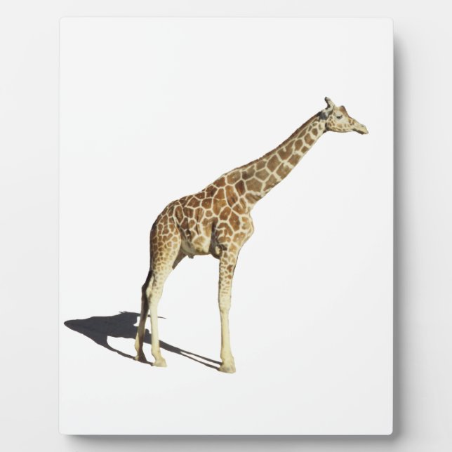 Plaque Photo Giraffe (Devant)