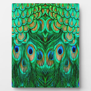 Plaque Photo Glorious Peacock