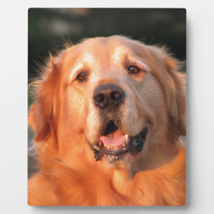 Plaque Photo Golden Retriever