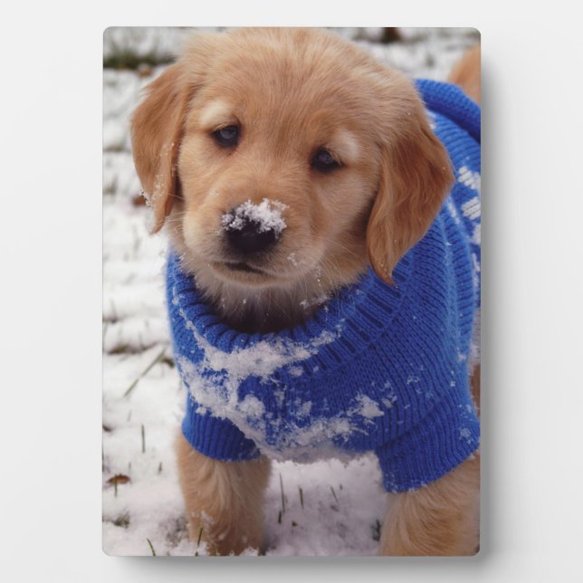 Plaque Photo Golden Retriever Puppy (Devant)