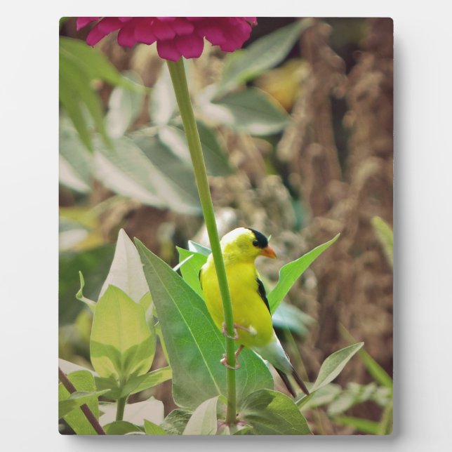 Plaque Photo Goldfinch (Devant)