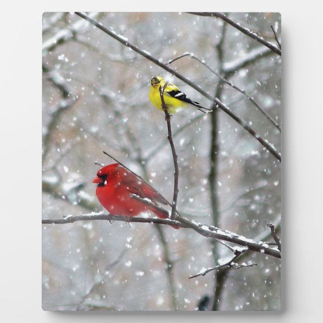 Plaque Photo Goldfinch Et Cardinal (Devant)