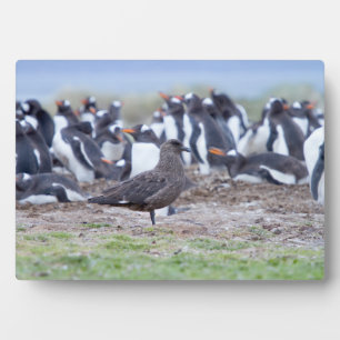 Plaque Photo Grand Skua en front de la colonie pénitentiaire