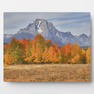 Plaque Photo Grand Teton NP, mont Moran et trembles