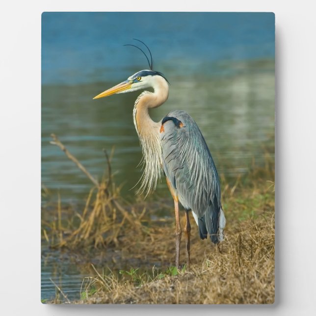 Plaque Photo Great Blue Heron Bird at the Pond (Devant)