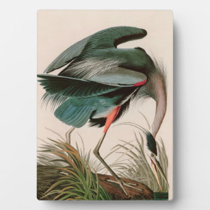 Plaque Photo Great Blue Heron Birds of America Audubon Imprimer