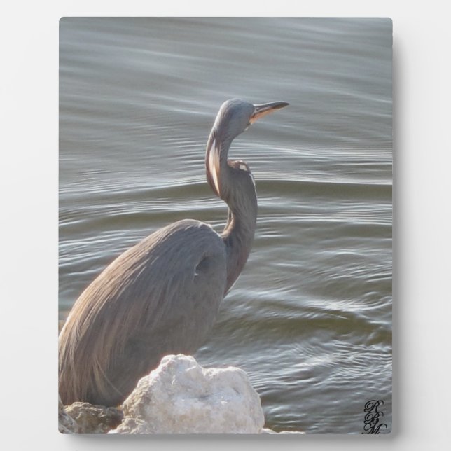 Plaque Photo Great Blue Heron by the Water (Devant)