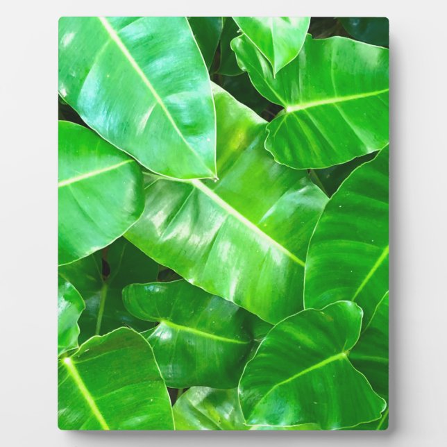 Plaque Photo Green feuille Palm Leaf feuillage tropical jungle (Devant)