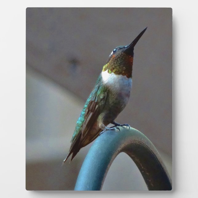 Plaque Photo Green ruby little hummingbird (Devant)