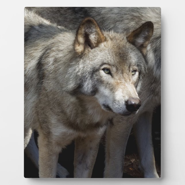 Plaque Photo Grey wolf (Devant)