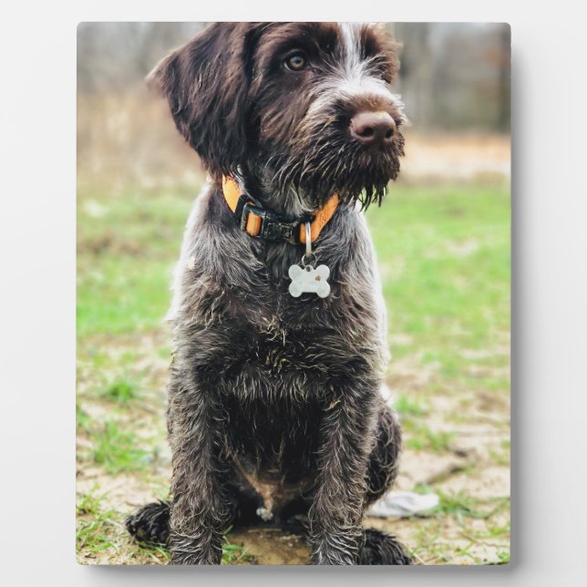 Plaque Photo Griffon puppy (Devant)