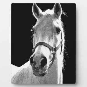 Plaque Photo Gros plan Cheval blanc noir en nuit
