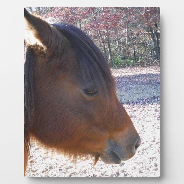 Plaque Photo Gros plan sur le cheval Brown, Little Brown Pony (Devant)