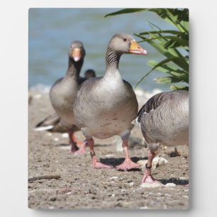 Plaque Photo Groupe d'oies grises marchant