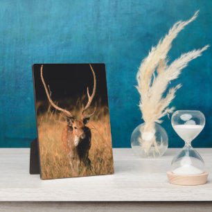 Plaque Photo Habitat naturel de l'hôpital   Parc national de Ba