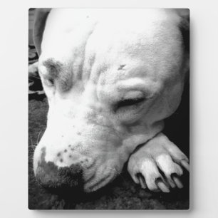 Plaque Photo harry potter cicatrice chien pit bull blanc