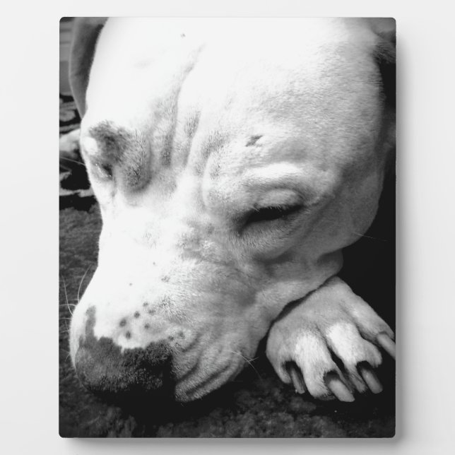 Plaque Photo harry potter cicatrice chien pit bull blanc (Devant)