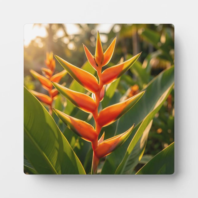 Plaque Photo Heliconia Orange Tropical Fleur Heure Dorée  (Devant)