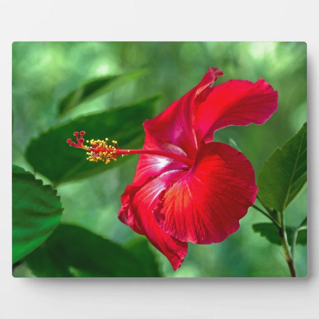 Plaque Photo Hibiscus Blossom (Devant)