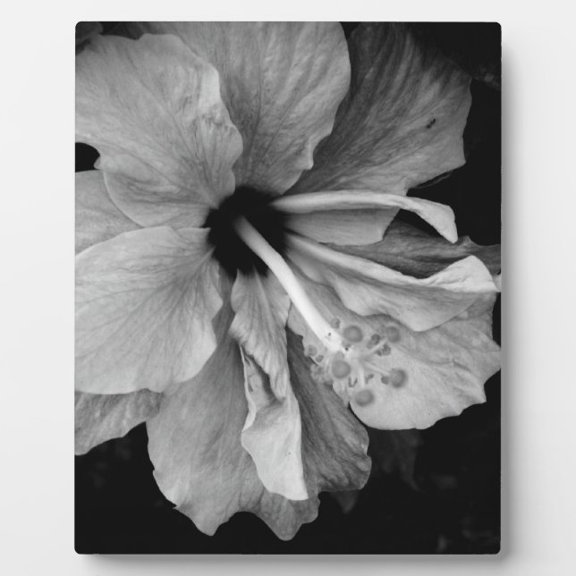 Plaque Photo Hibiscus Flyer (Devant)
