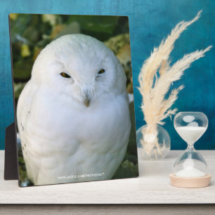 Plaque Photo Hibou des neiges