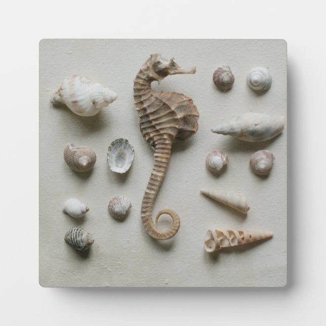 Plaque Photo Hippocampe et coquillages (Devant)