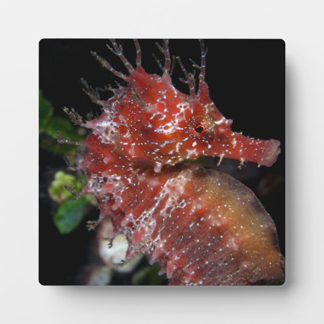 Plaque Photo Hippocampe | Poney femelle Begur (Devant)