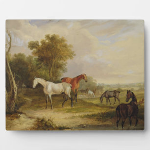 Plaque Photo Horses Grazing: A Grey Stallion grazing with Mares