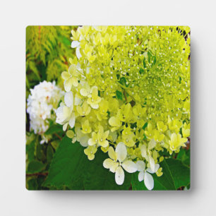 Plaque Photo Hydrangea Limelight Vert Chartreuse Élégant
