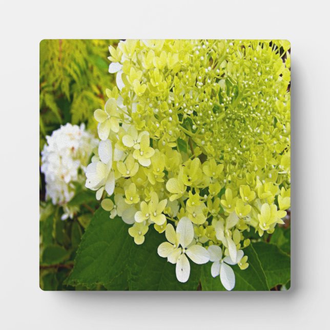 Plaque Photo Hydrangea Limelight Vert Chartreuse Élégant (Devant)