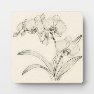 Plaque Photo Illustration de ligne élégante d'orchidée Phalaeno