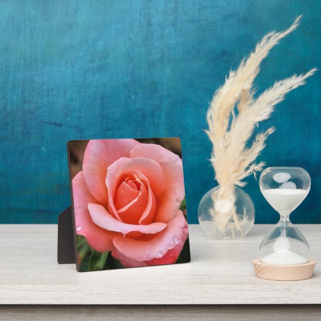 Plaque Photo Impression d'art botanique Rose romantique (Insitu)