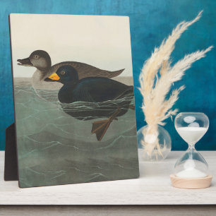 Plaque Photo Impression de Macreuse noire d'Audubon : Canard cô