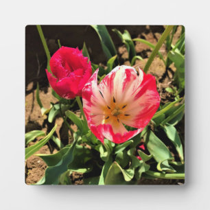 Plaque Photo Inside a Pink et White Tulip