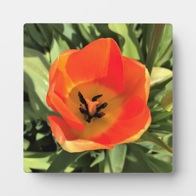 Plaque Photo Intérieur de la tulipe orange (Devant)