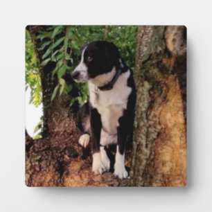 PLAQUE PHOTO JACK LE CHIEN MERVEILLEUX