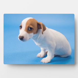 Plaque Photo Jack Russell Puppy