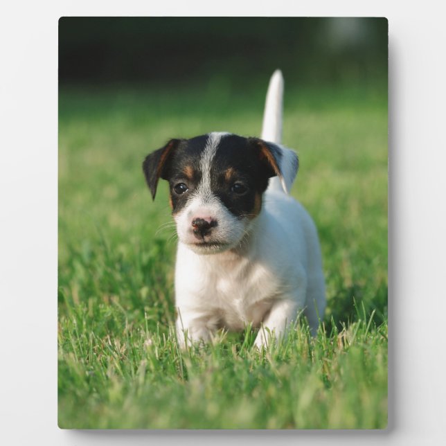 Plaque Photo Jack Russell Terrier puppy (Devant)