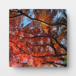 Plaque Photo Japanese Maple