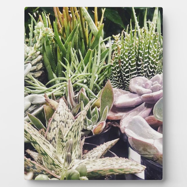 Plaque Photo Jardin de Cactus (Devant)