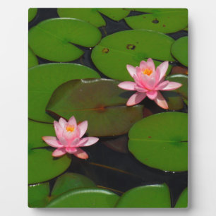 Plaque Photo Jardin de fleurs de laine d'eau de lotus rose,