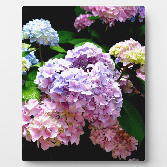 Plaque Photo Jardin d'hortensias, fleurs rose, bleu, violet (Devant)