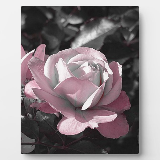 Plaque Photo Jardin rose rose (Devant)