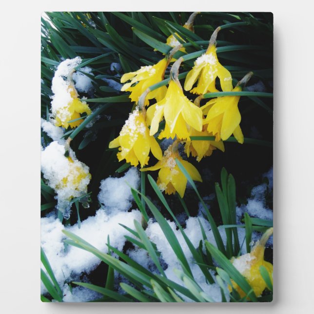 Plaque Photo Jaune Daffodils fleurs dans la neige (Devant)