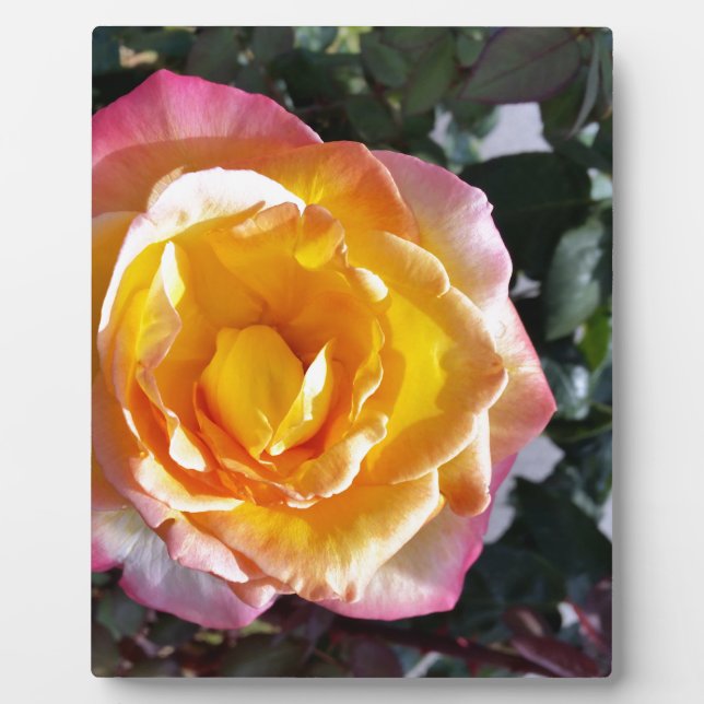 Plaque Photo jaune et rose (Devant)