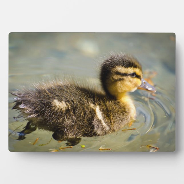 Plaque Photo Jeune bébé canard (Devant)