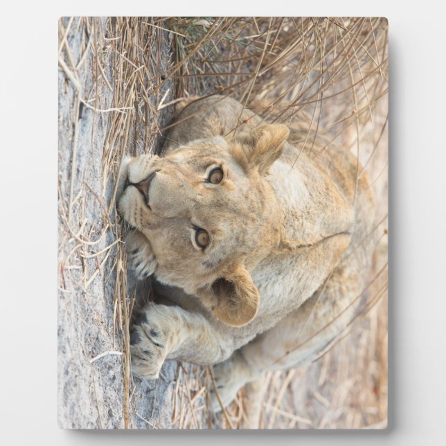 Plaque Photo Jeune lion (Devant)