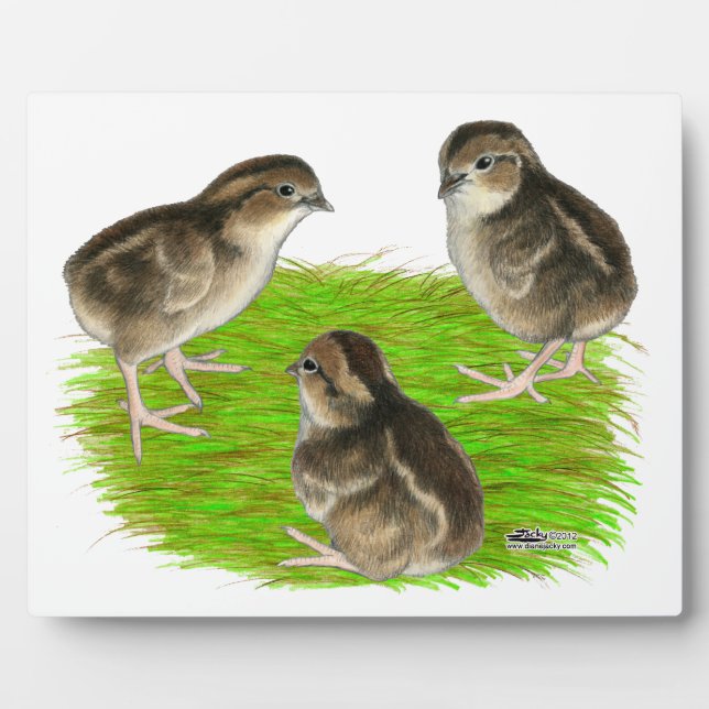 Plaque Photo Jeunes cailles de Bobwhite (Devant)