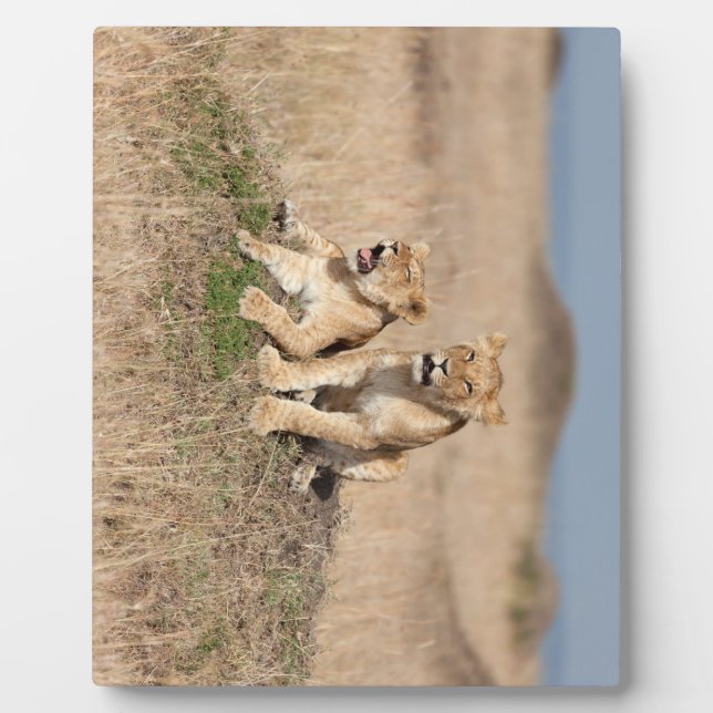 Plaque Photo Jeunes lions (Devant)
